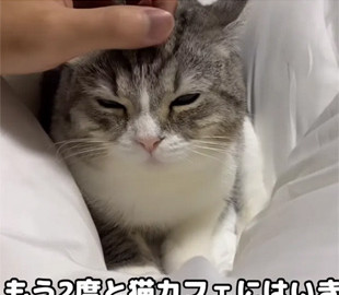 Кот стал суперзвездой Youtube и попал в Книгу рекордов Гиннеса: как он выглядит