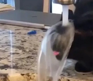 Находчивый кот научился пить воду и умываться одновременно