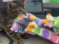 Котенок обустроил спальное место на столе хозяина
