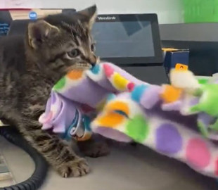 Котенок обустроил спальное место на столе хозяина