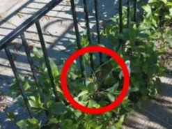 Мінування цвинтарів: російські пропагандисти поширили новий фейк про Харків