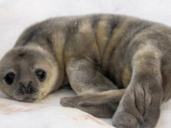 Полярники показали фото тюленят, які народилися біля станції "Академік Вернадський"