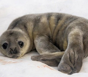 Полярники показали фото тюленят, які народилися біля станції "Академік Вернадський"