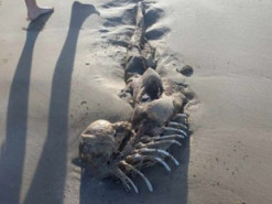 Схоже на русалку: в Австралії знайшли останки загадкової істоти, викинутої на пляж