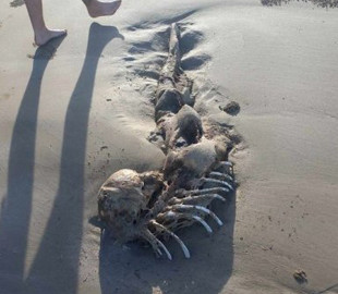 Схоже на русалку: в Австралії знайшли останки загадкової істоти, викинутої на пляж