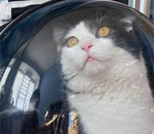 Як зібрати «тривожну валізу» для тварини: перелік необхідних речей