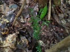 Росла 1,8 млн років тому: любитель дикої природи виявив рослину часів мамонтів