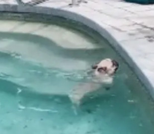 Резвый бульдог оказался «заложником» бассейна