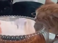 «Сами ешьте свой вискас!» Отчаянные попытки кота съесть торт попали на видео