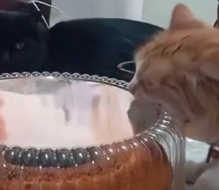 «Сами ешьте свой вискас!» Отчаянные попытки кота съесть торт попали на видео