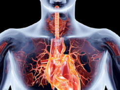 Американські вчені створили роботизоване серце, яке працює краще за людське