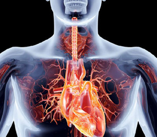 Американські вчені створили роботизоване серце, яке працює краще за людське