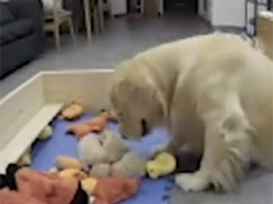 Заботливая собака успокоила щенков с помощью игрушек