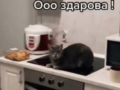 Кот «беседовал» с хозяином, игнорируя его просьбы