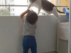 И няня не нужна: бдительная кошка не подпускала малыша к перилам балкона