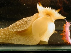 Ученые создали киберслизняка с искусственным интеллектом