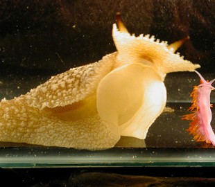 Ученые создали киберслизняка с искусственным интеллектом