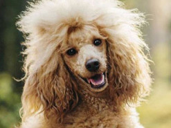 Интернет-мошенник заманивал жертв фотографией пуделя