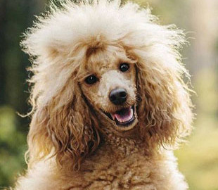 Интернет-мошенник заманивал жертв фотографией пуделя