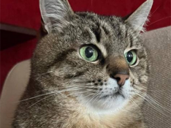 Интернет-звезда кот Степан из Харькова “призвал” остановить войну