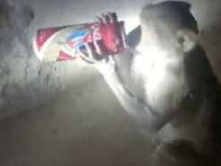 Влада Індії ловить мавпу-алкоголіка, яка нападає на винні магазини