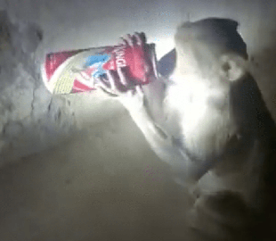 Влада Індії ловить мавпу-алкоголіка, яка нападає на винні магазини