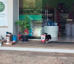 Научившаяся самостоятельно покупать себе корм собака стала звездой Сети