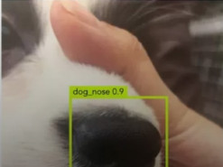 В Китае создали приложение для распознавания собак по фотографии носа