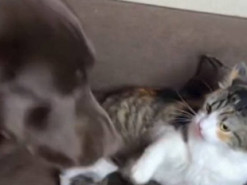 Хитрый кот обманул лабрадора и украл подушку