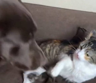 Хитрый кот обманул лабрадора и украл подушку