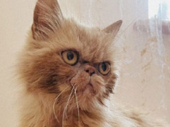 Вже одужує і хоче на марку від "Укрпошти": нові фото кішки Шафи з Бородянки