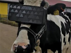 Ученые изобрели VR-очки для коров, чтобы увеличить количество молока
