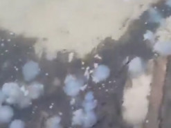 На украинских курортах нашествие медуз после дождя: в сети показали видео