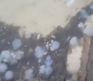 На украинских курортах нашествие медуз после дождя: в сети показали видео