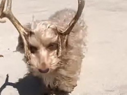 Собака с оленьими рогами развеселила пользователей Сети