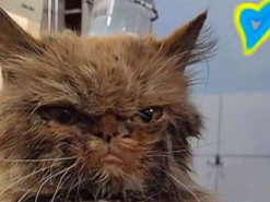 У спасенной в Бородянке кошки Шафки объявились несколько владельцев