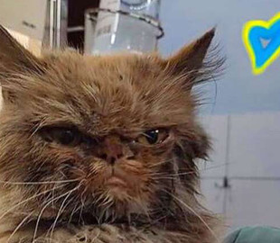 У спасенной в Бородянке кошки Шафки объявились несколько владельцев