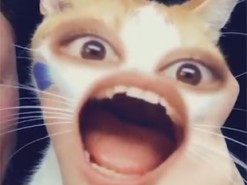 Смешные коты в Snapchat