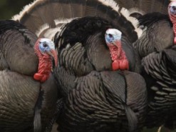 Создатели Far Cry 5 решили спасти геймеров от агрессивных индюшек