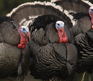 Создатели Far Cry 5 решили спасти геймеров от агрессивных индюшек