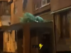 В Днепре жильцы многоэтажки выбросили новогоднюю ёлку из окна