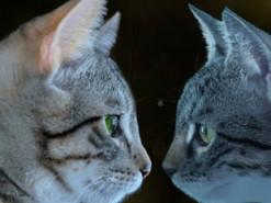 Отбирающие друг у друга еду коты рассмешили Сеть