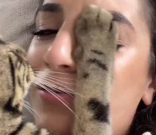 Соскучившийся по хозяйке кот растрогал соцсети