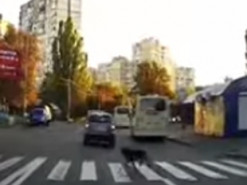 Показала правильный пример: в Киеве собака перешла дорогу по "зебре" и попала на видео