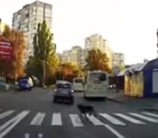 Показала правильный пример: в Киеве собака перешла дорогу по "зебре" и попала на видео