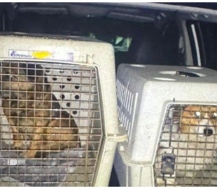 Чоловік силоміць напоїв собак горілкою на камеру: поліція Львівщини відкрила справу