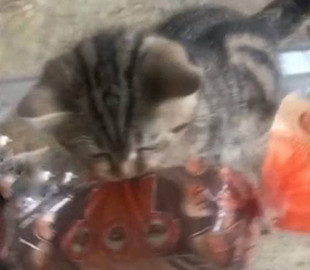 Наглый котенок украл буханку хлеба на глазах у хозяина