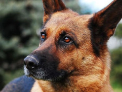 У Рівному чоловік застрелив собаку: момент потрапив на камери