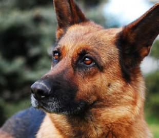 У Рівному чоловік застрелив собаку: момент потрапив на камери