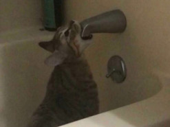 Курьезные фото усатых сорванцов, которые вышли из строя и насмешили весь Интернет